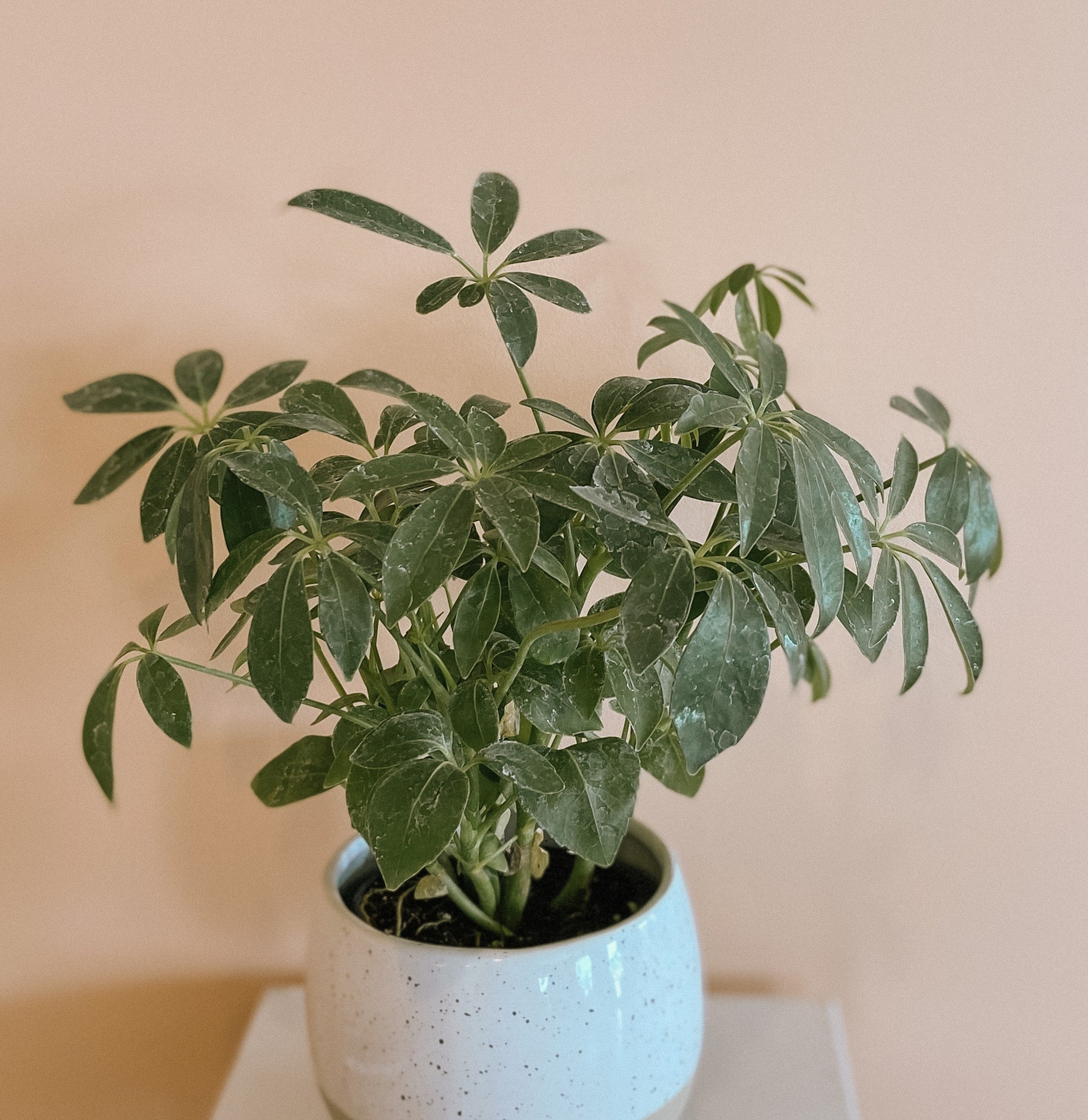 Hawaiian Schefflera (umbrella tree)