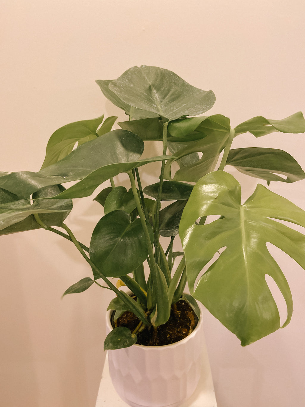 Philodendron - Monstera