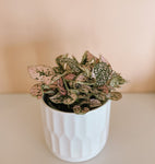 Polka Dot Plant