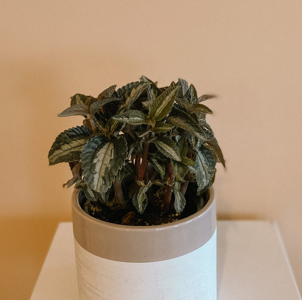 Pilea - Silver Tree