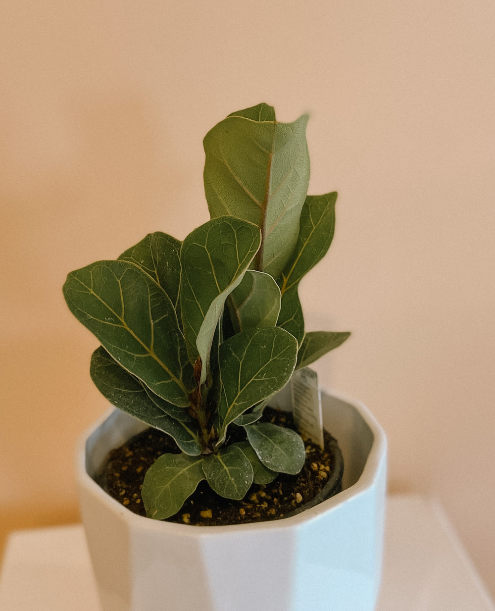 Fiddle Leaf Fig