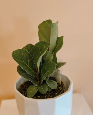 Fiddle Leaf Fig