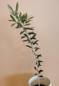 Olive Plant