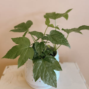 Japanese Aralia