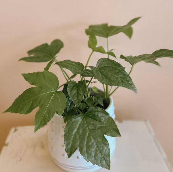 Japanese Aralia