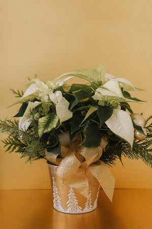 Christmas Poinsettias
