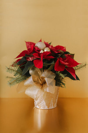 Christmas Poinsettias