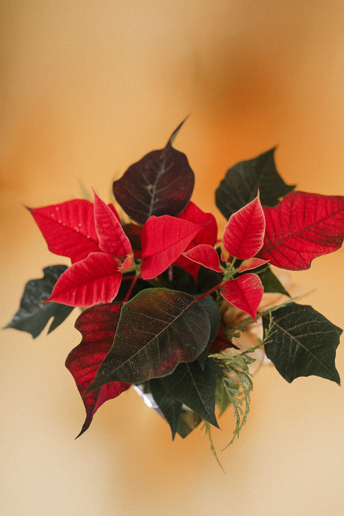 Christmas Poinsettias