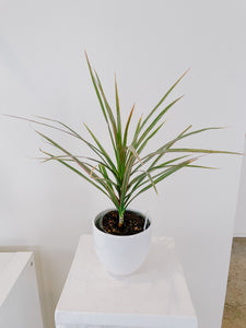 Dracaena-Dragon Tree