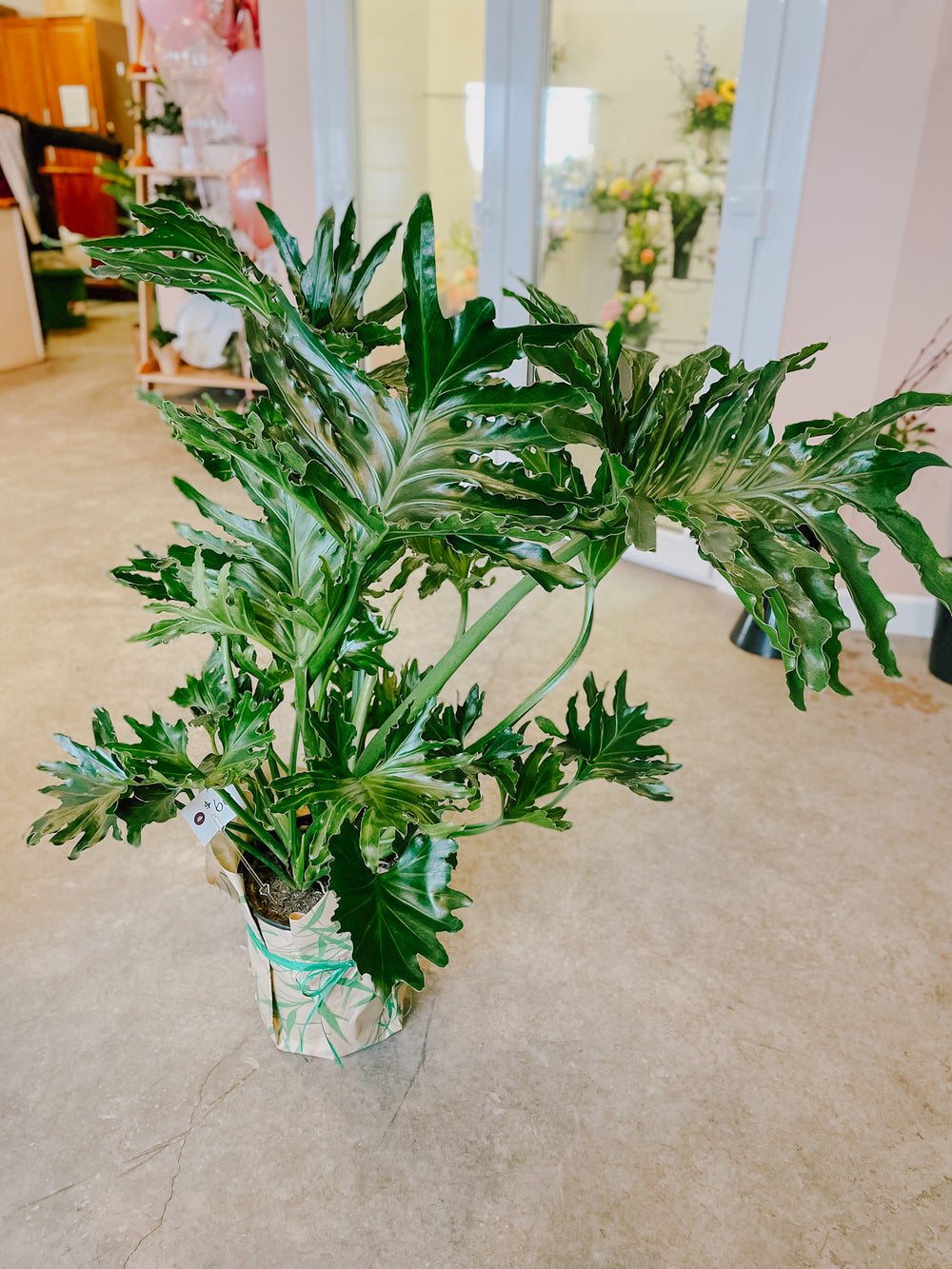 Split Leaf Philodendron