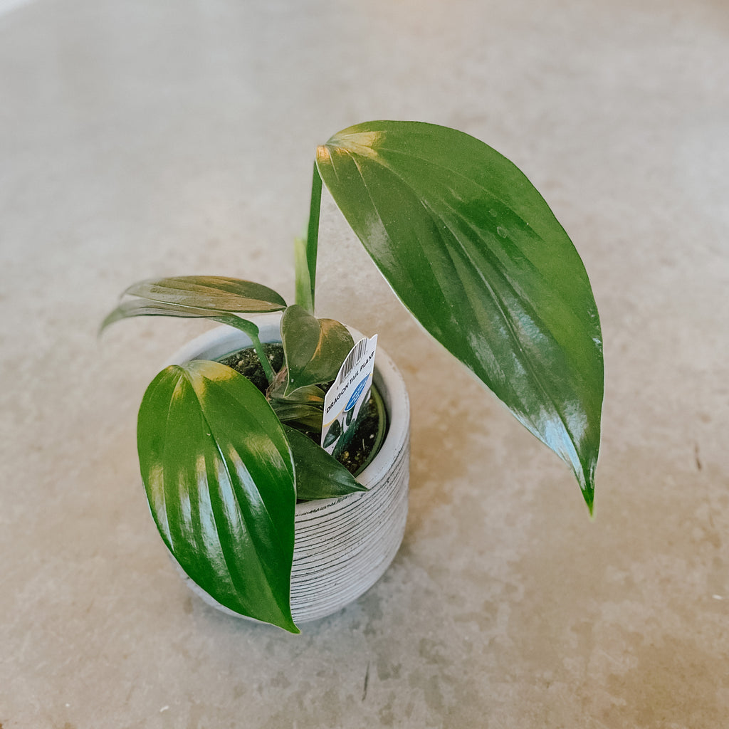 Philodendron- Dragon Tail