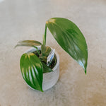 Philodendron- Dragon Tail
