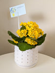 Flowering Potted Plant