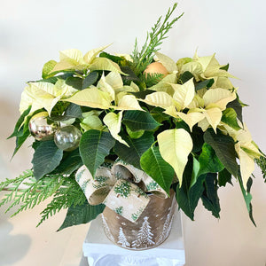 Christmas Poinsettias