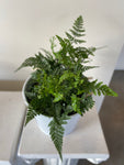 Leather Leaf Fern