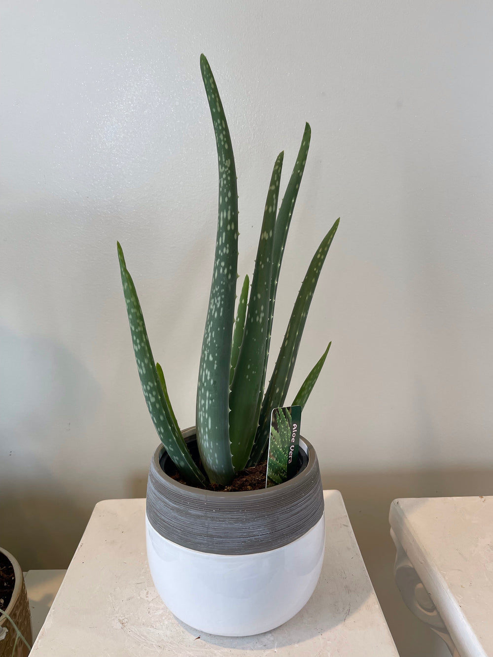 Aloe Vera