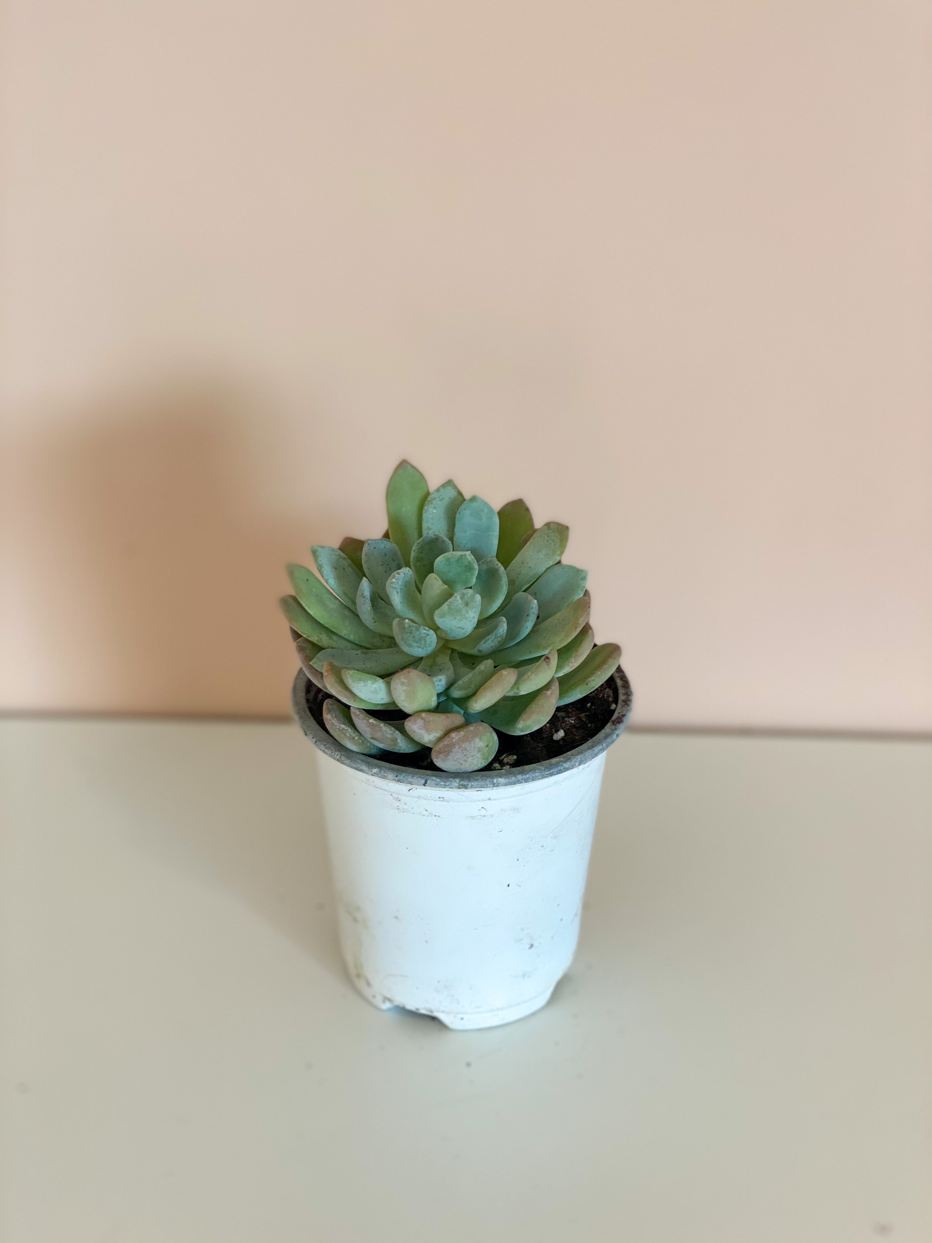 Assorted Echeveria