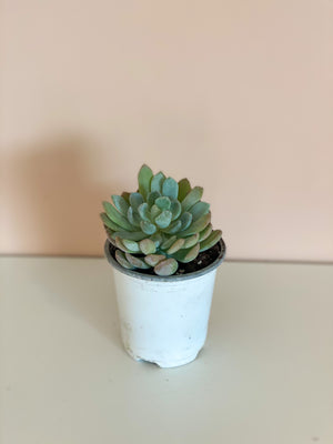 Assorted Echeveria
