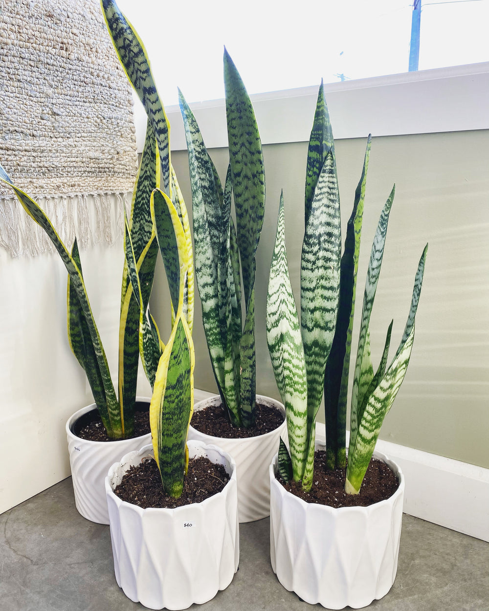 Variegated Snake Plant