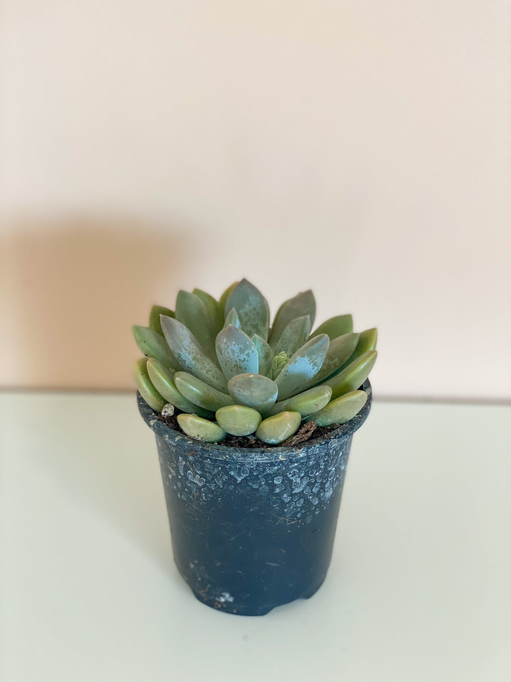 Assorted Echeveria