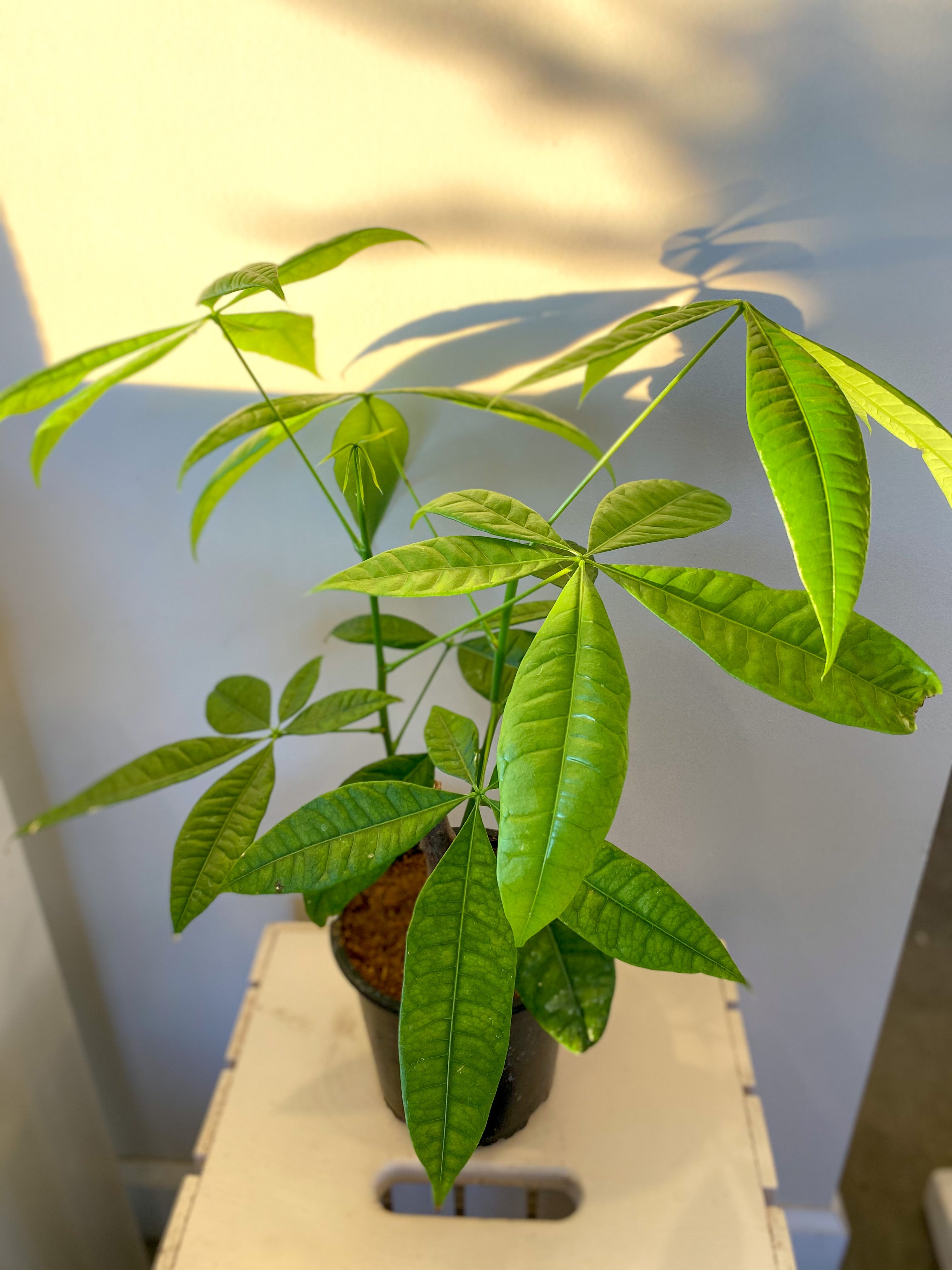 Money Tree