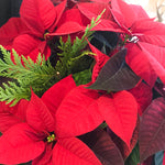 Christmas Poinsettia