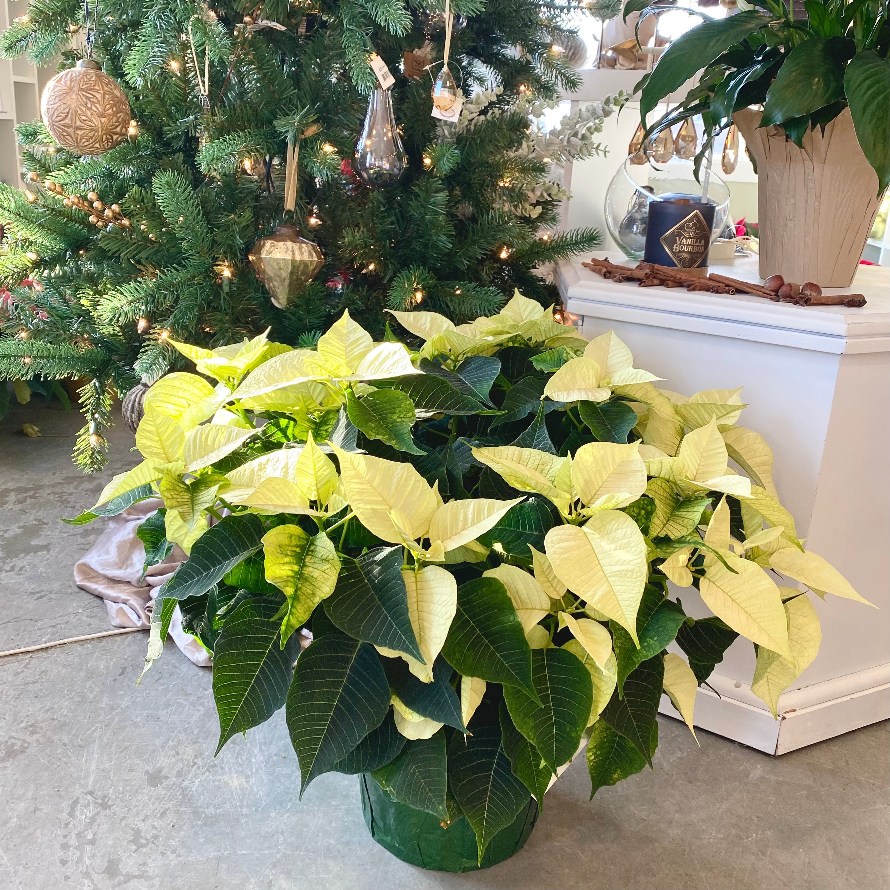 Christmas Poinsettia