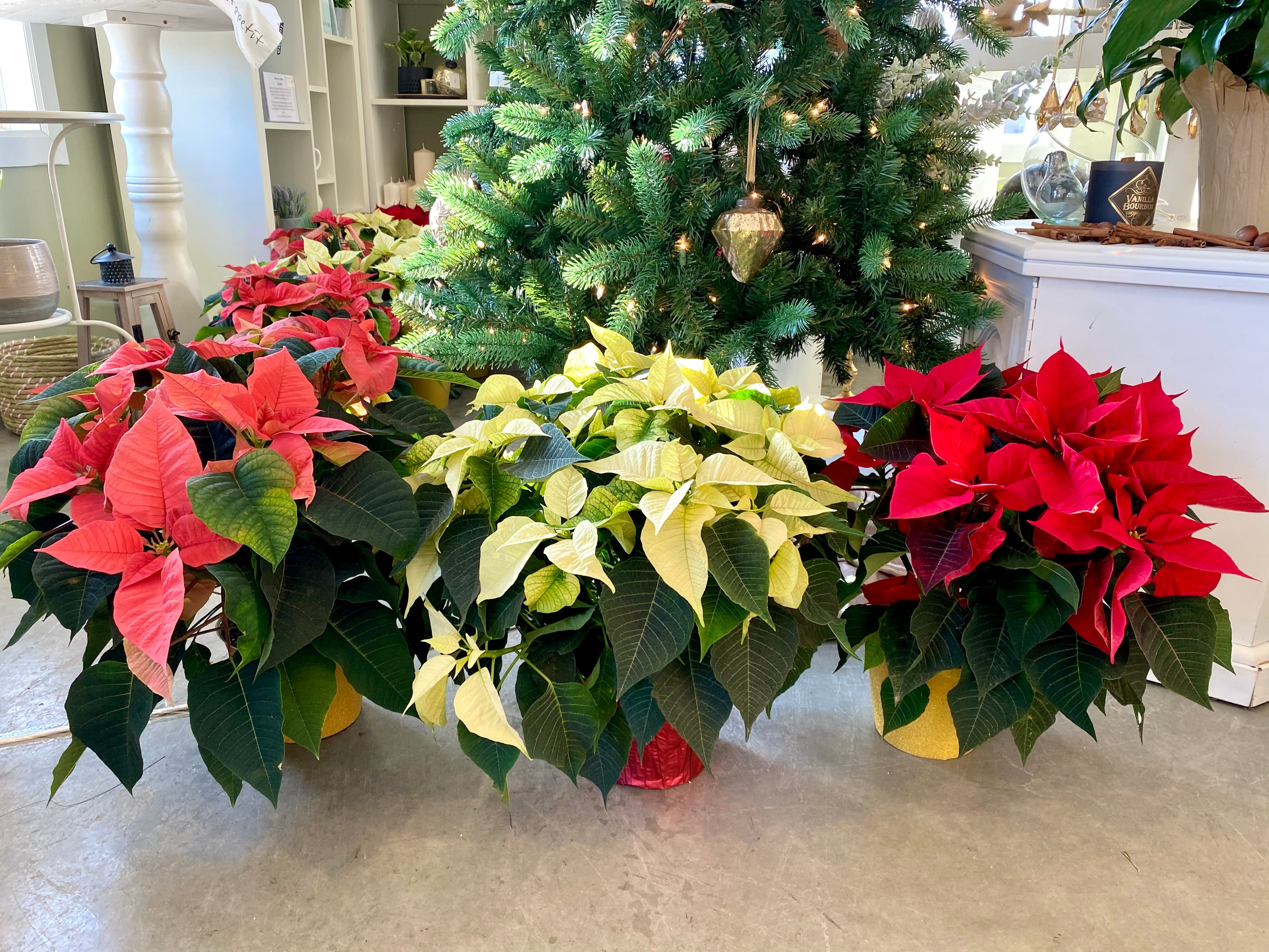 Christmas Poinsettia