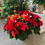 Christmas Poinsettia