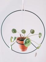 Plant Based - Metal Plant Hangers and Stands