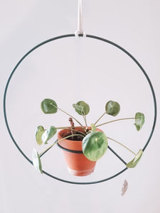 Plant Based - Metal Plant Hangers and Stands
