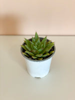 Assorted Echeveria