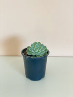 Assorted Echeveria