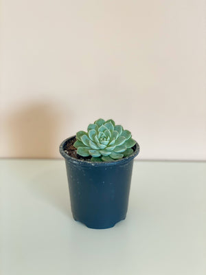 Assorted Echeveria